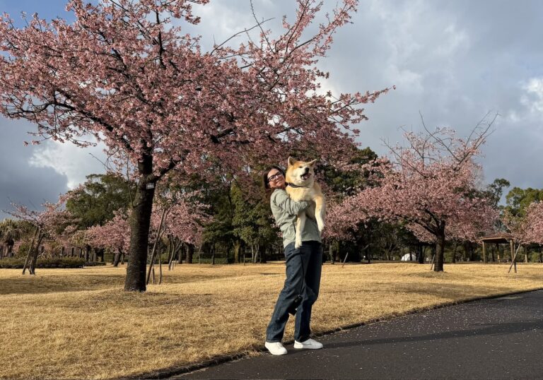 Our first spring in Japan with our Akita Inu in Kagoshima